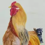 Haan